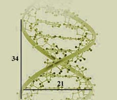 Rasio Emas