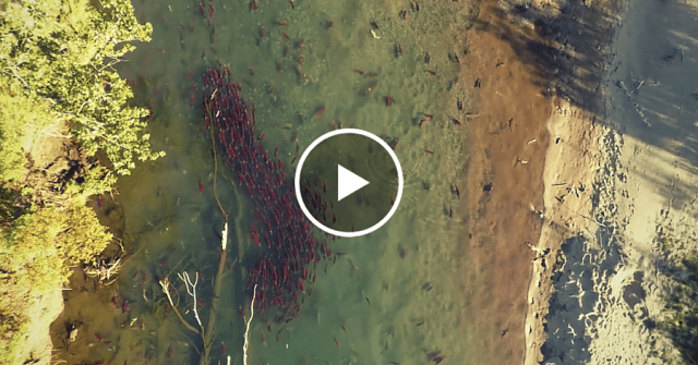 Inilah Rekaman Drone Fantastis yang Menangkap Kehidupan Salmon Merah di Alaska Inilah Rekaman Drone Fantastis yang Menangkap Kehidupan Salmon Merah di Alaska