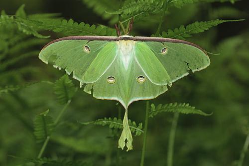 Luna Moth