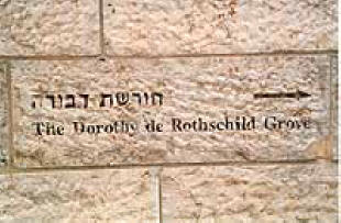 The Dorothy de Rothschild Grove