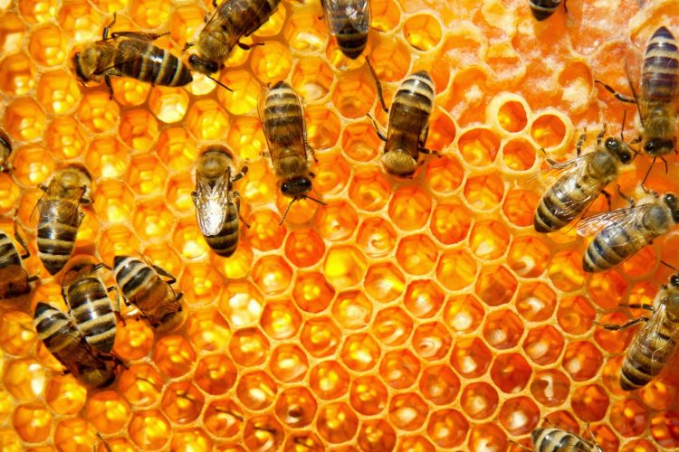Keajaiban Lebah Madu Hewan Yang Memiliki Kehebatan Luar Biasa